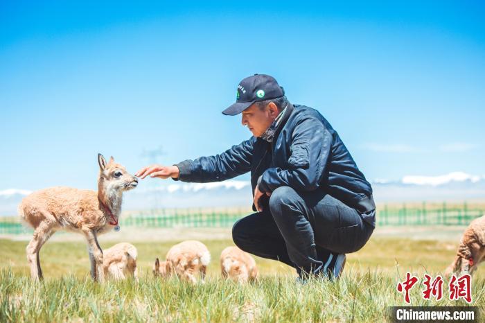 可可西里“藏羚羊幼儿园” 迎来9只小藏羚羊 可可西里“藏羚羊幼儿园” 迎来9只小藏羚羊