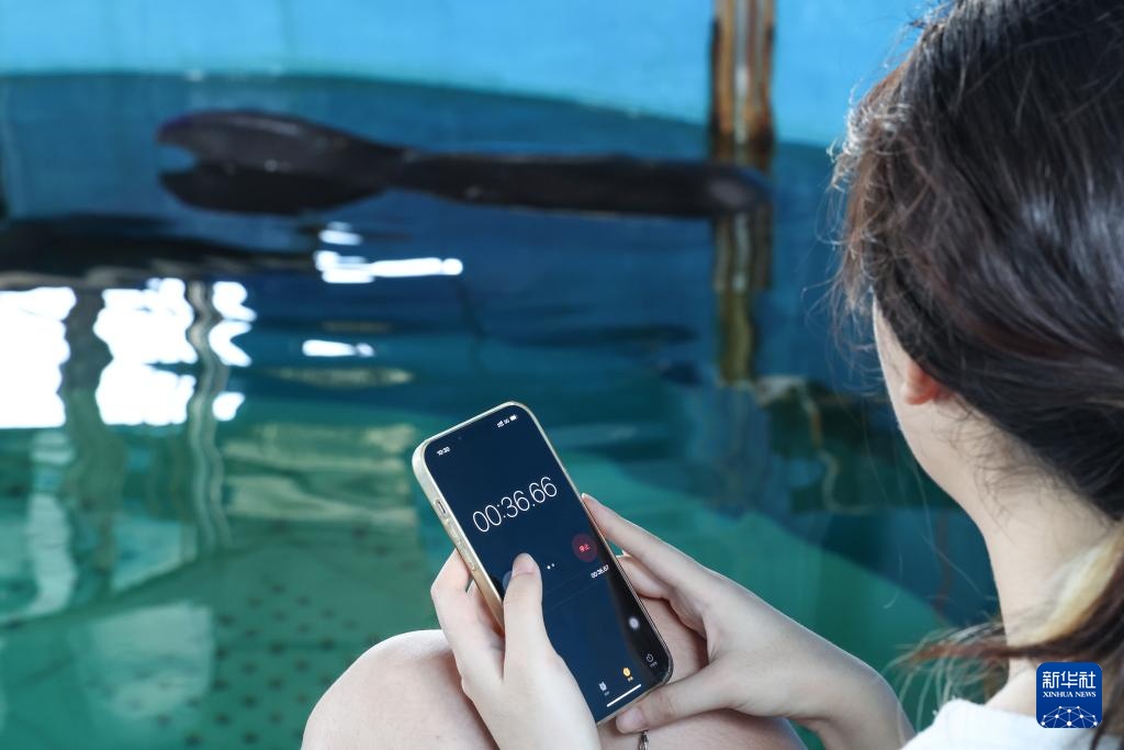 海南三亚:短肢领航鲸“海莉”开始自主下潜与进食 海南三亚:短肢领航鲸“海莉”开始自主下潜与进食