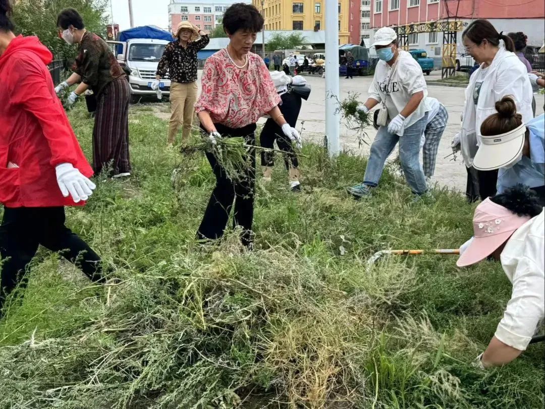 内蒙古多地开展清除蒿草行动，一地宣布每公斤可兑1元奖励
