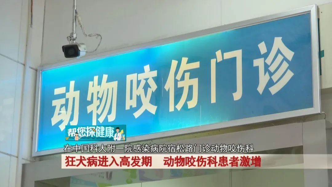 狂犬病进入高发期,动物咬伤科患者激增! 狂犬病进入高发期,动物咬伤科患者激增!
