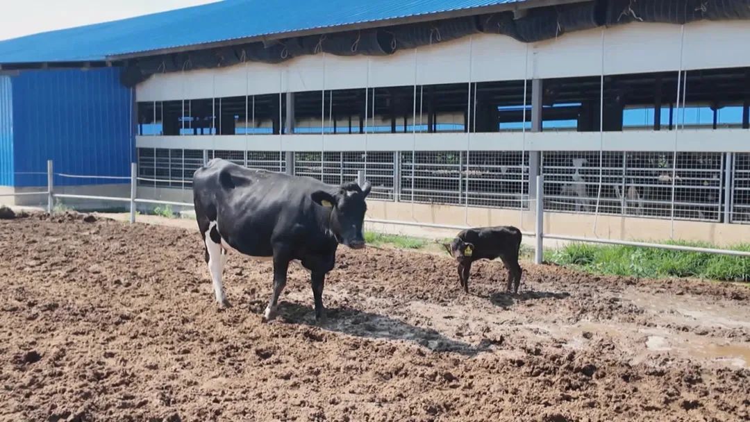 我国首例手工克隆牛犊在内蒙古诞生 我国首例手工克隆牛犊在内蒙古诞生