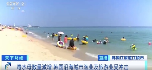 警惕！两个月发生近500起伤人事件 韩国多处海域有毒生物激增