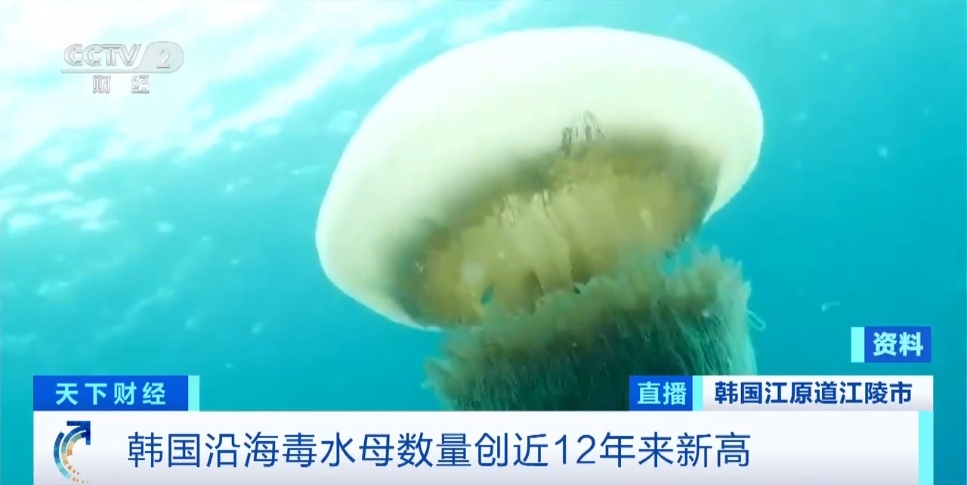 警惕！两个月发生近500起伤人事件 韩国多处海域有毒生物激增