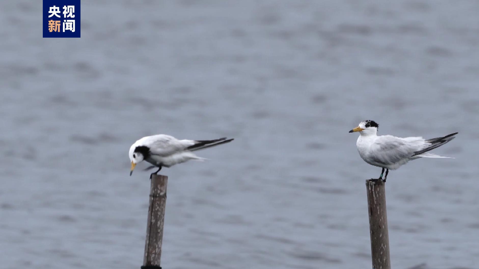 “神话之鸟”露真容！中华凤头燕鸥连续5年现身江苏南通沿海海域