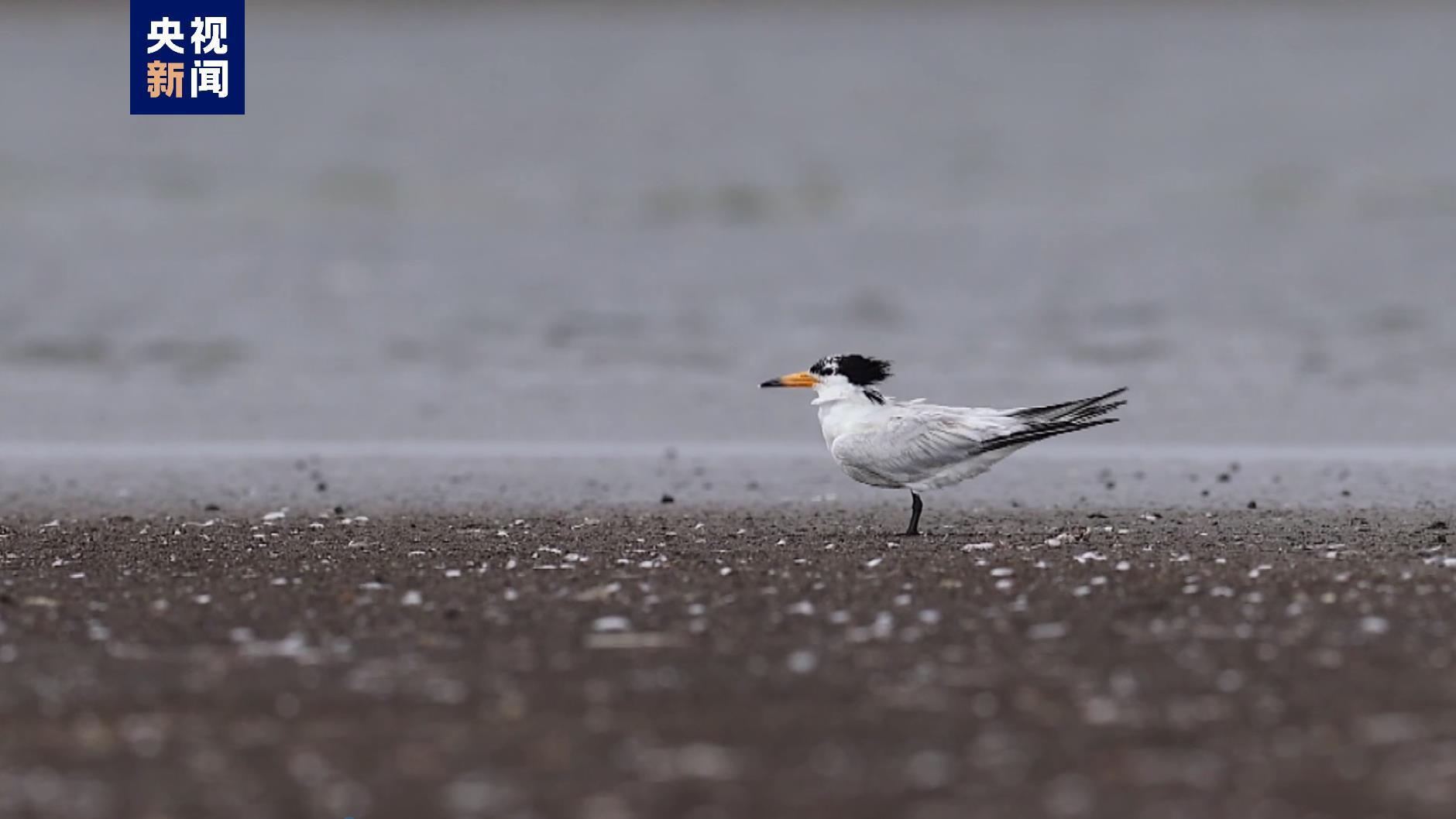 “神话之鸟”露真容！中华凤头燕鸥连续5年现身江苏南通沿海海域