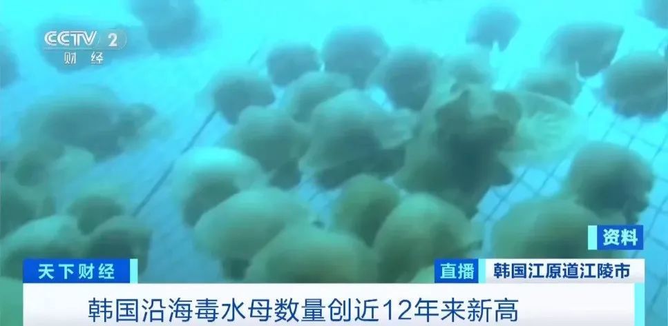 警惕！两个月发生近500起伤人事件 韩国多处海域有毒生物激增