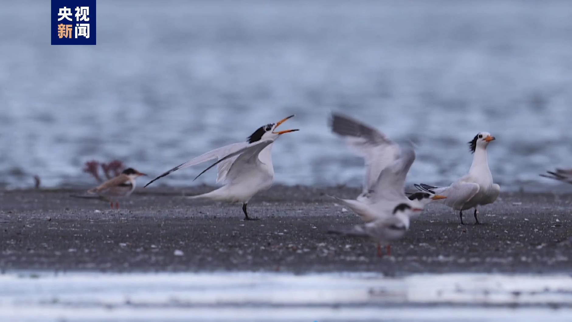 “神话之鸟”露真容！中华凤头燕鸥连续5年现身江苏南通沿海海域