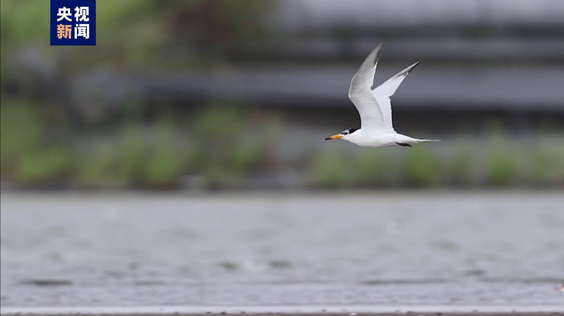 “神话之鸟”露真容！中华凤头燕鸥连续5年现身江苏南通沿海海域