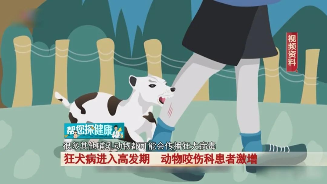 狂犬病进入高发期,动物咬伤科患者激增! 狂犬病进入高发期,动物咬伤科患者激增!