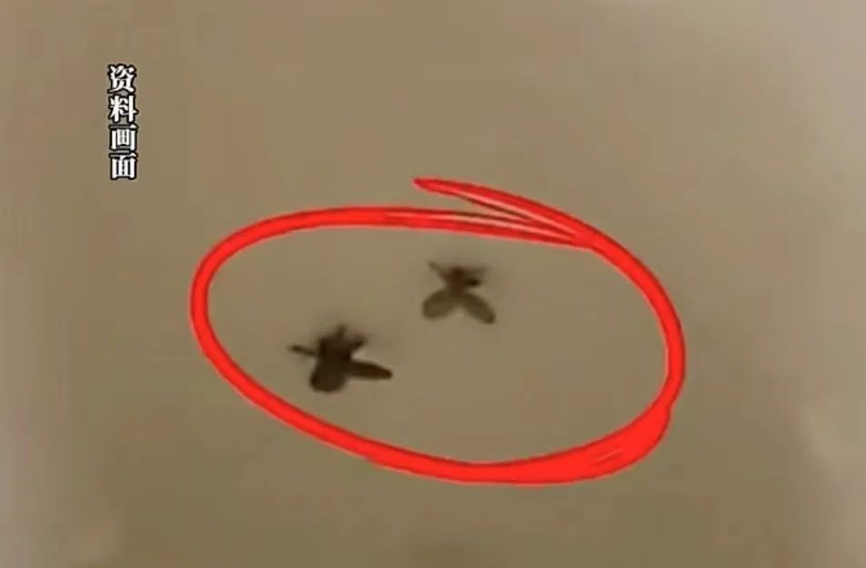 已有人中招！见到这种小飞虫不要随手拍死，后果可能很严重