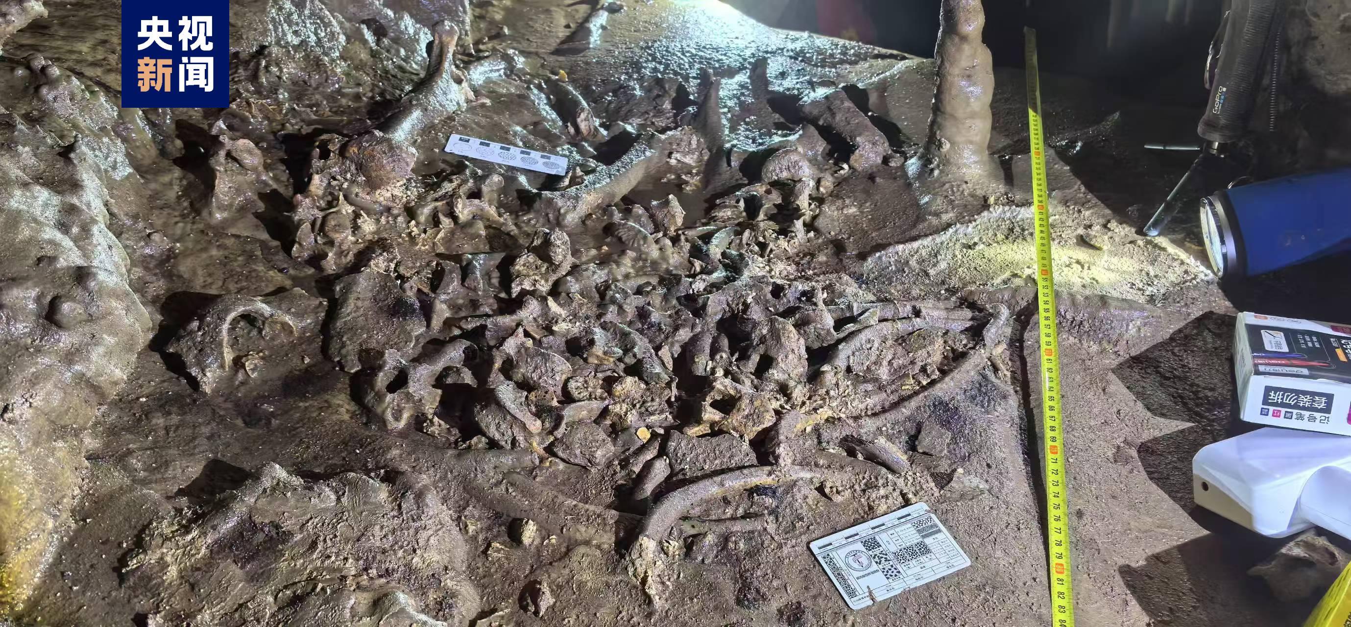 国内罕见！陕西汉中发现完整度较高的大熊猫化石