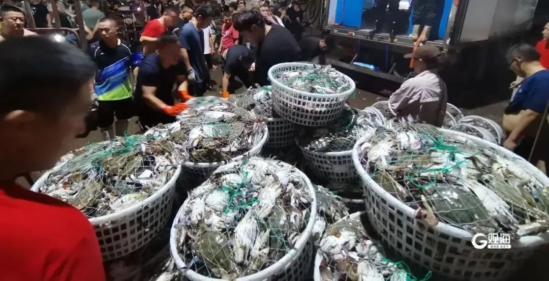 火爆!20万斤“鲜货”连夜进青、一抢而光,不少青岛人超爱吃 火爆!20万斤“鲜货”连夜进青、一抢而光,不少青岛人超爱吃