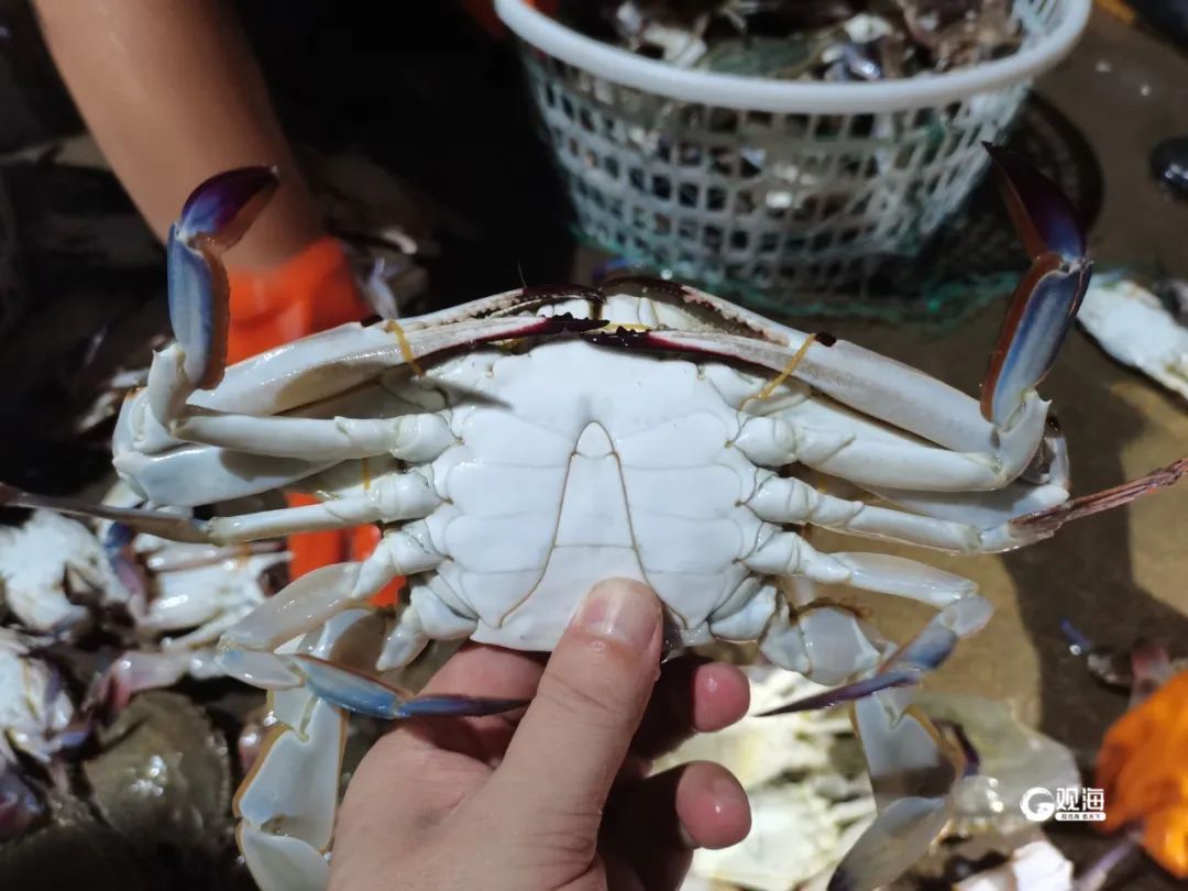 火爆!20万斤“鲜货”连夜进青、一抢而光,不少青岛人超爱吃 火爆!20万斤“鲜货”连夜进青、一抢而光,不少青岛人超爱吃