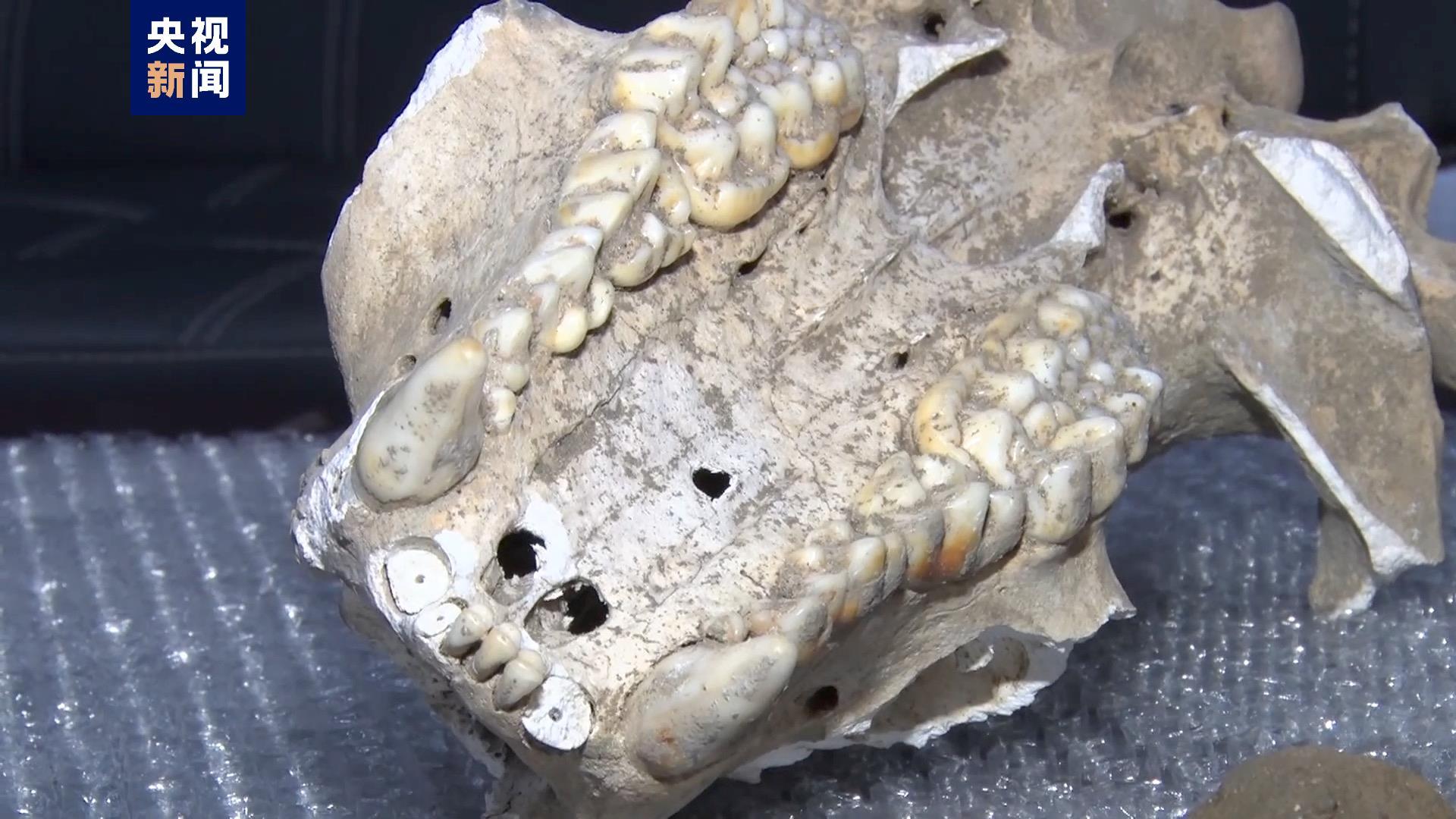 国内罕见！陕西汉中发现完整度较高的大熊猫化石