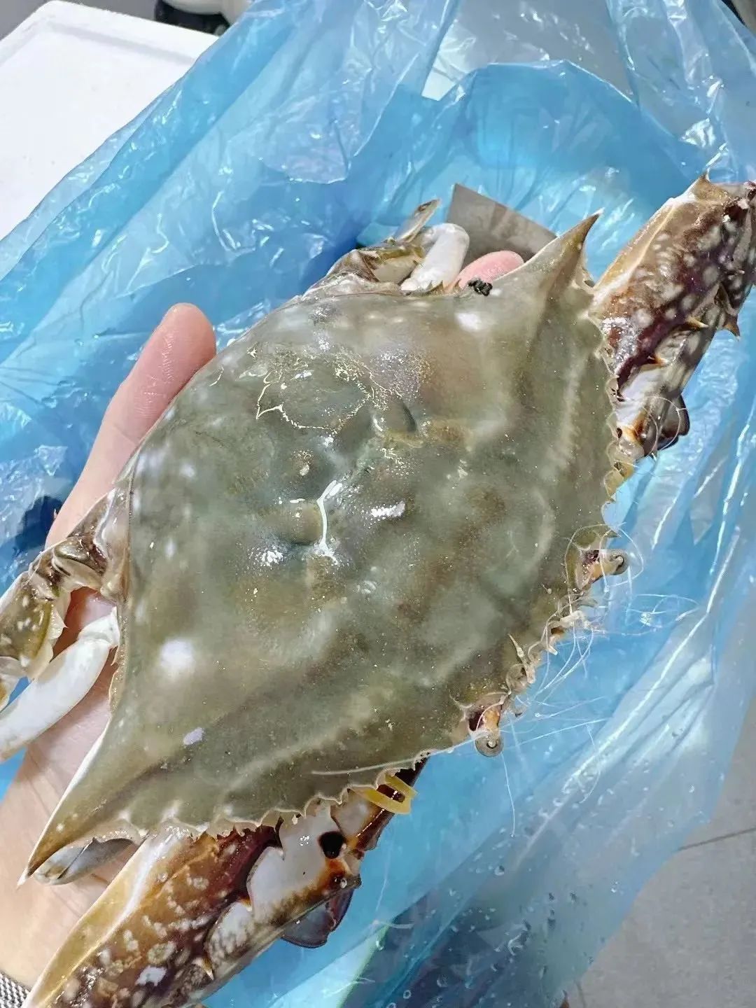 鲜鲜鲜！绍兴人的最爱开卖了，价格......