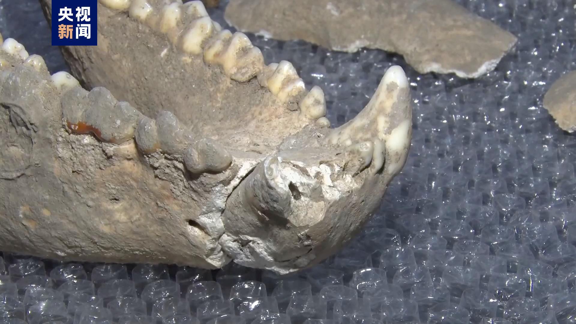 国内罕见！陕西汉中发现完整度较高的大熊猫化石