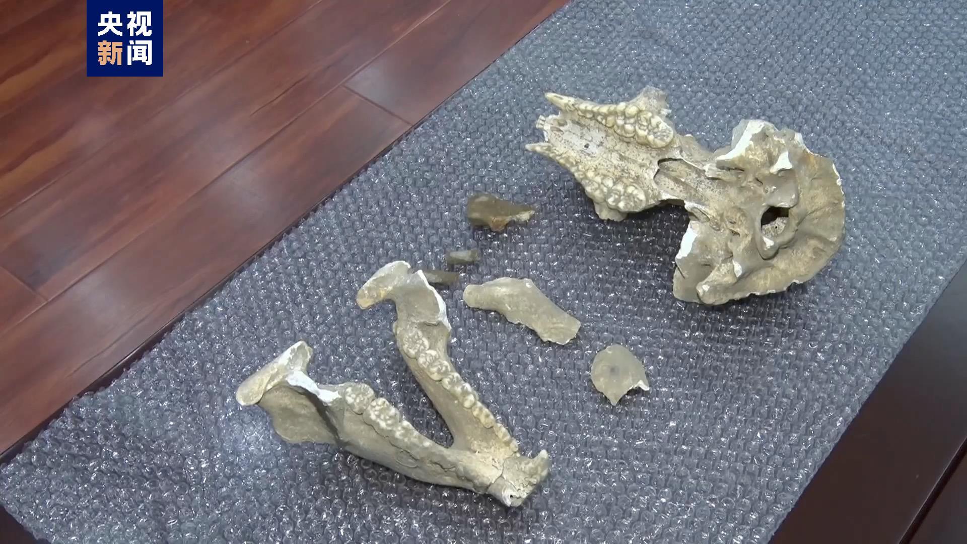 国内罕见！陕西汉中发现完整度较高的大熊猫化石