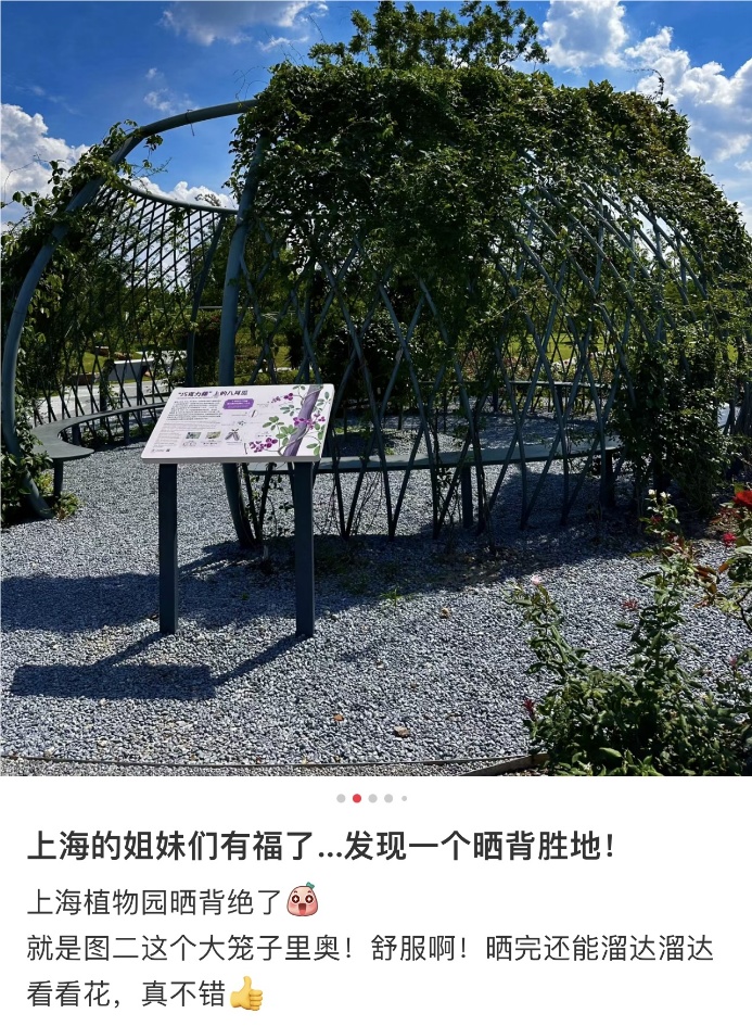 衣着暴露“辣眼睛”?三伏天“晒背族”占领上海各公园!园方成了“三夹板” 衣着暴露“辣眼睛”?三伏天“晒背族”占领上海各公园!园方成了“三夹板”