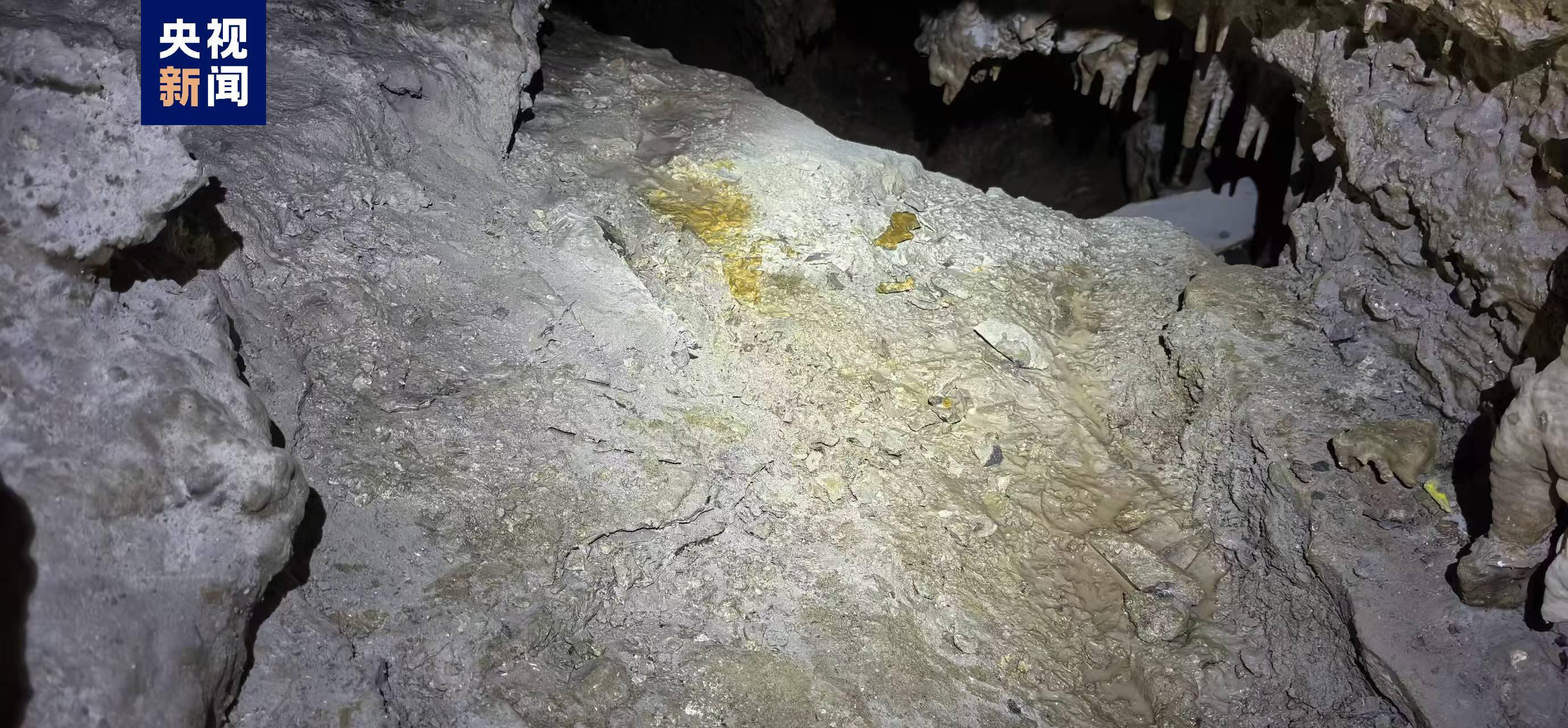 国内罕见！陕西汉中发现完整度较高的大熊猫化石