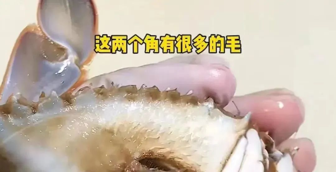 鲜鲜鲜！绍兴人的最爱开卖了，价格......