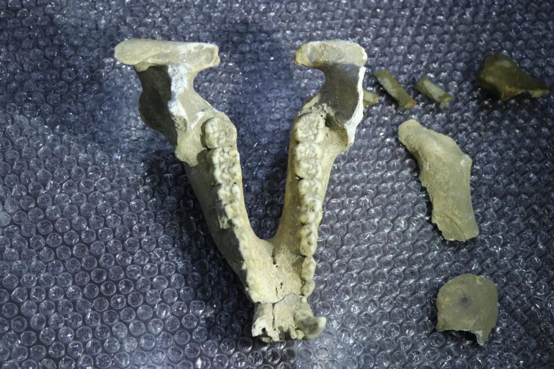 国内罕见!初步判断,距今数万年以上 国内罕见!初步判断,距今数万年以上