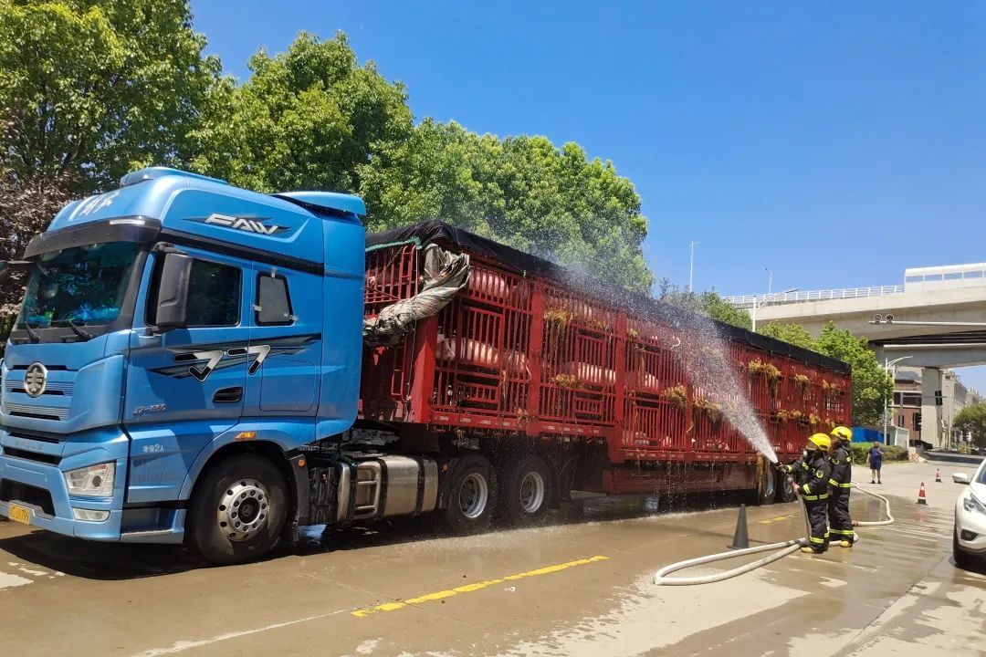 救命!救命!事发台州,180头猪猪集体中暑,趴下了... 救命!救命!事发台州,180头猪猪集体中暑,趴下了...