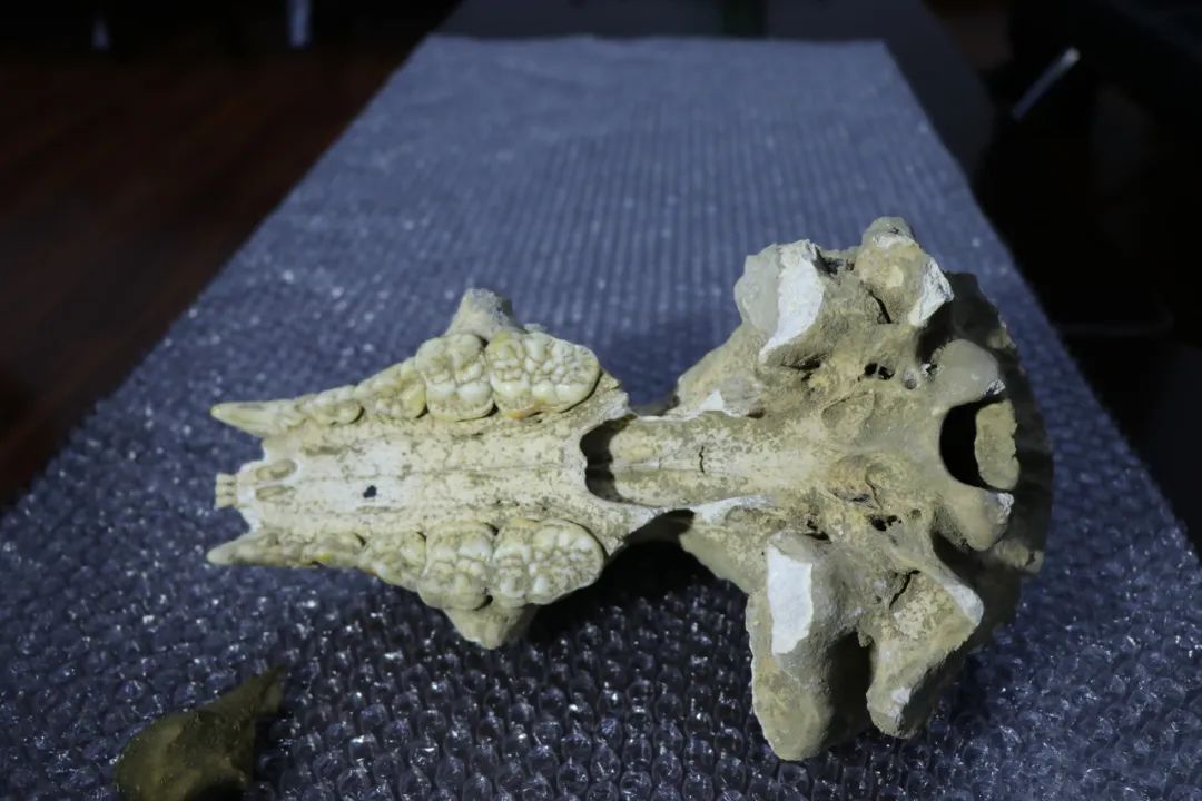 国内罕见!初步判断,距今数万年以上 国内罕见!初步判断,距今数万年以上