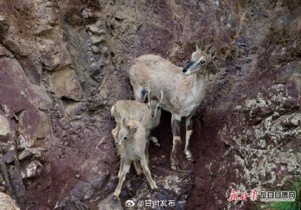 快来看！岩羊“母子”在山丹马场祁连山崖壁跳跃奔跑