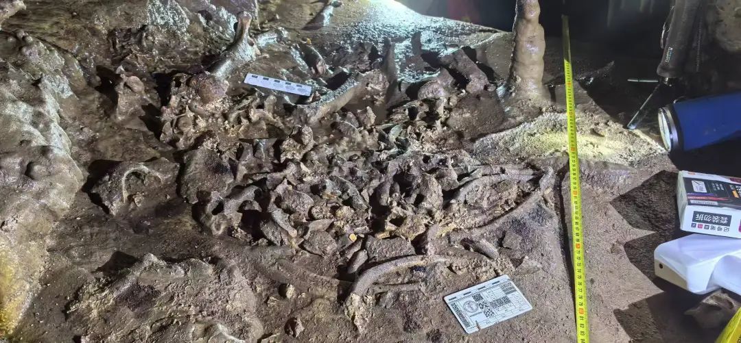 国内罕见!初步判断,距今数万年以上 国内罕见!初步判断,距今数万年以上