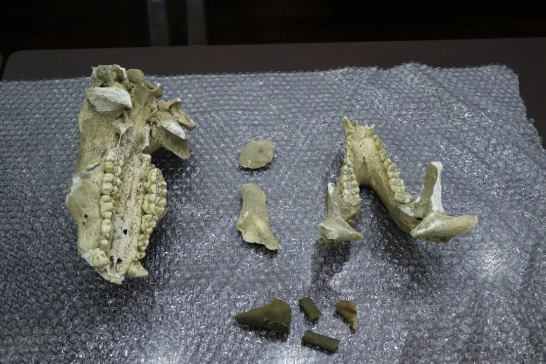 国内罕见!初步判断,距今数万年以上 国内罕见!初步判断,距今数万年以上