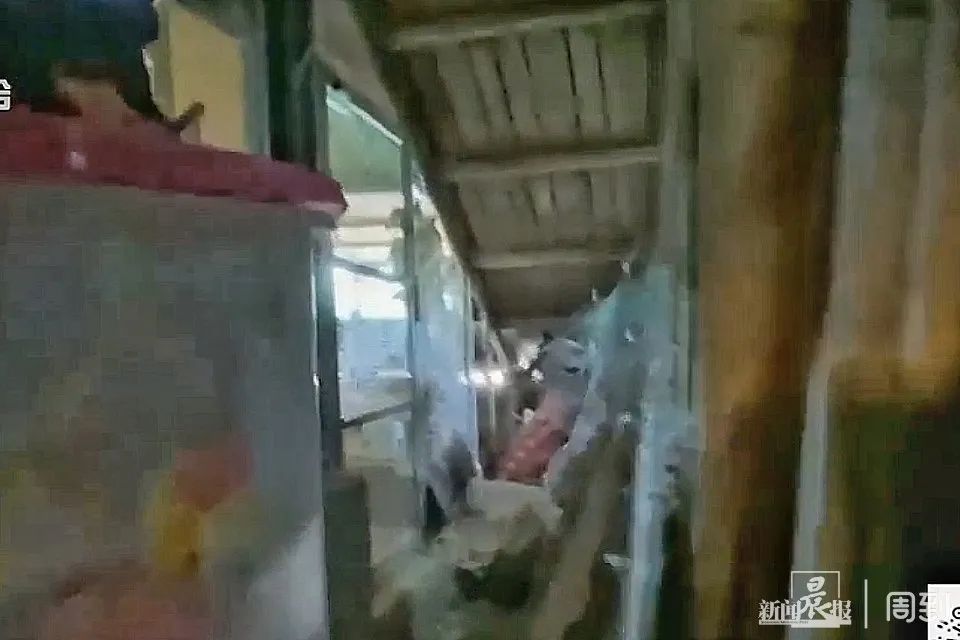 几百只鸽子养在楼顶，小区居民苦不堪言16载