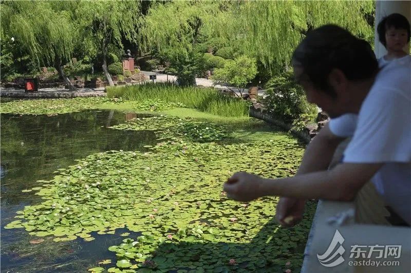 副高往年在海上，今年在上海！高温还要持续一周，好消息：降雨降温终于有苗头了→