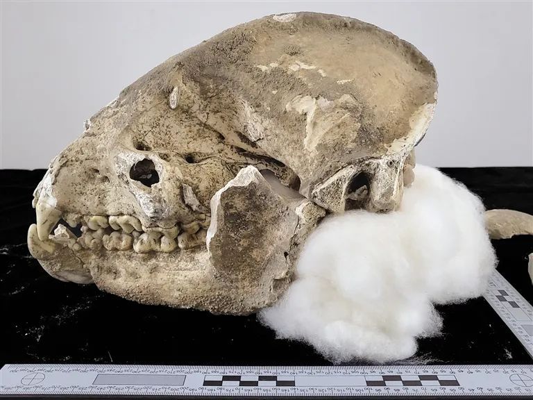 秦岭发现20万年前的大熊猫头骨