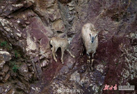 快来看！岩羊“母子”在山丹马场祁连山崖壁跳跃奔跑