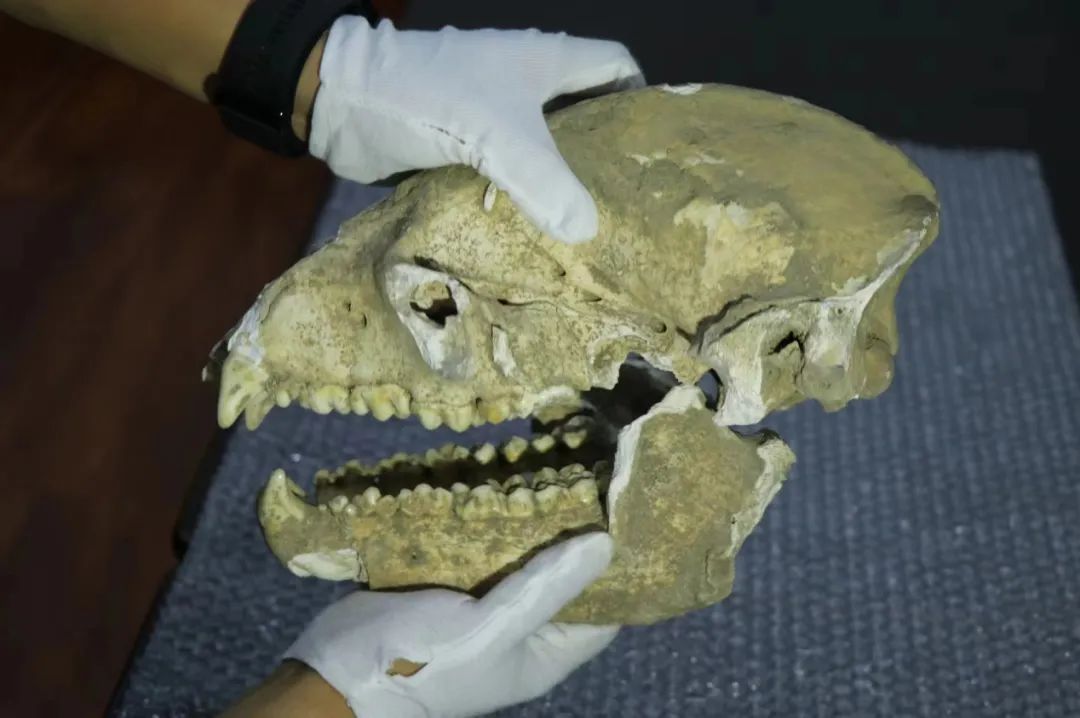 国内罕见!初步判断,距今数万年以上 国内罕见!初步判断,距今数万年以上