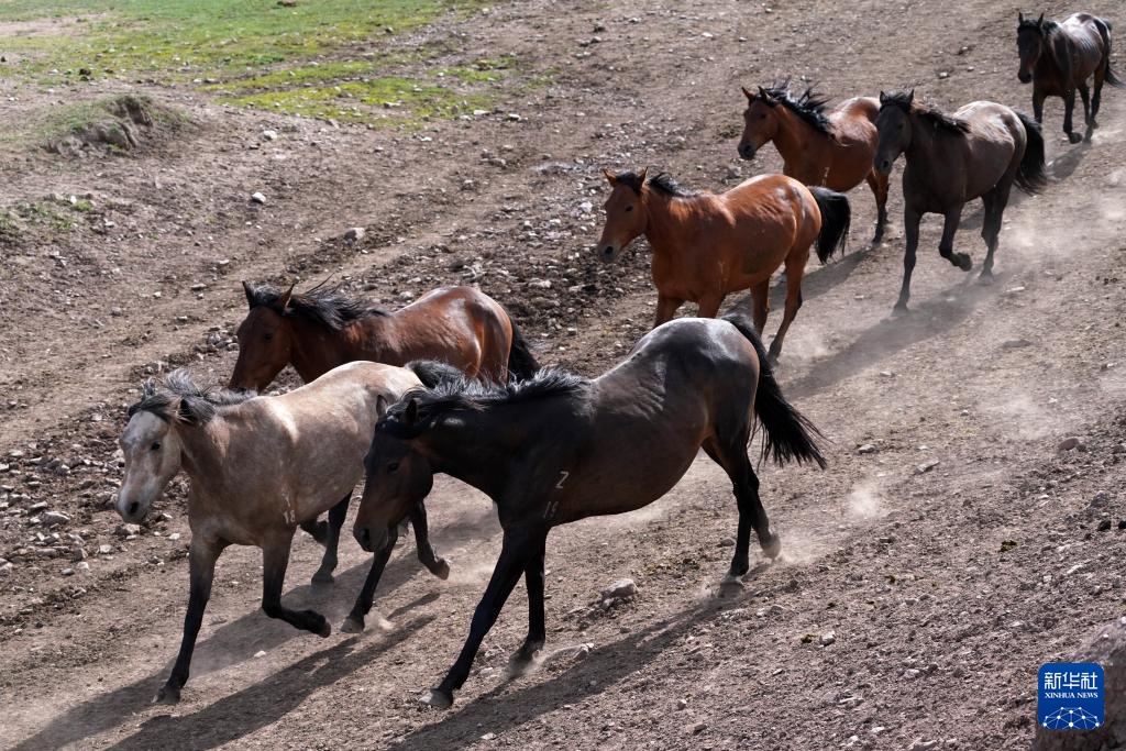 牧马祁连 延绵千年