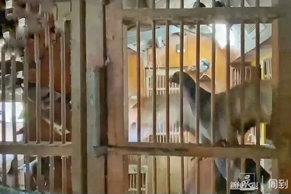 几百只鸽子养在楼顶，小区居民苦不堪言16载