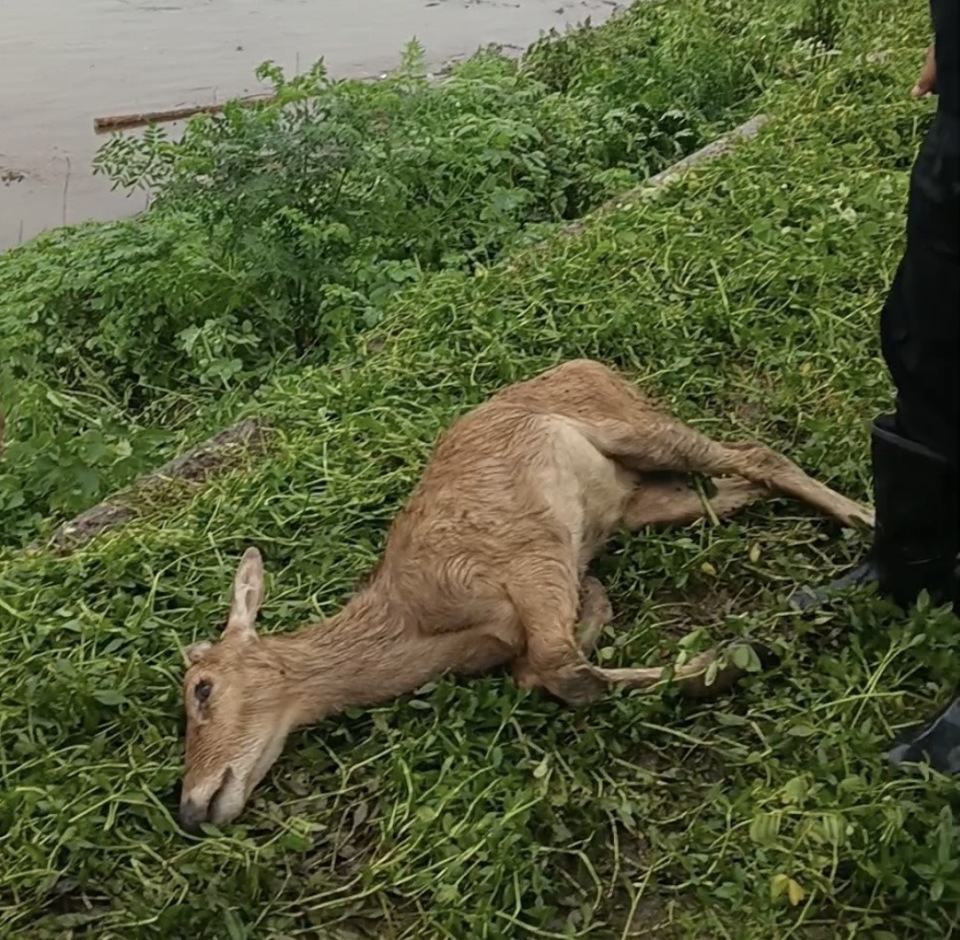 从南洞庭湖“闯”进堤垸的麋鹿幼崽,被村民接力救助 从南洞庭湖“闯”进堤垸的麋鹿幼崽,被村民接力救助