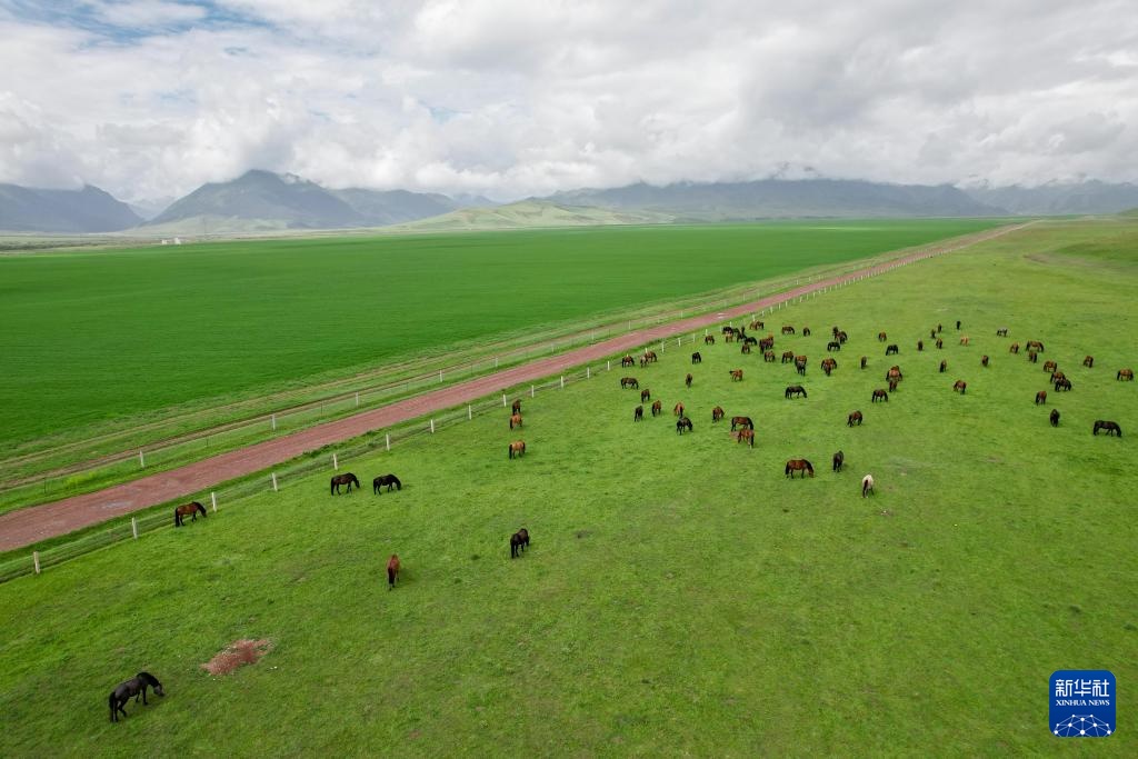 牧马祁连 延绵千年