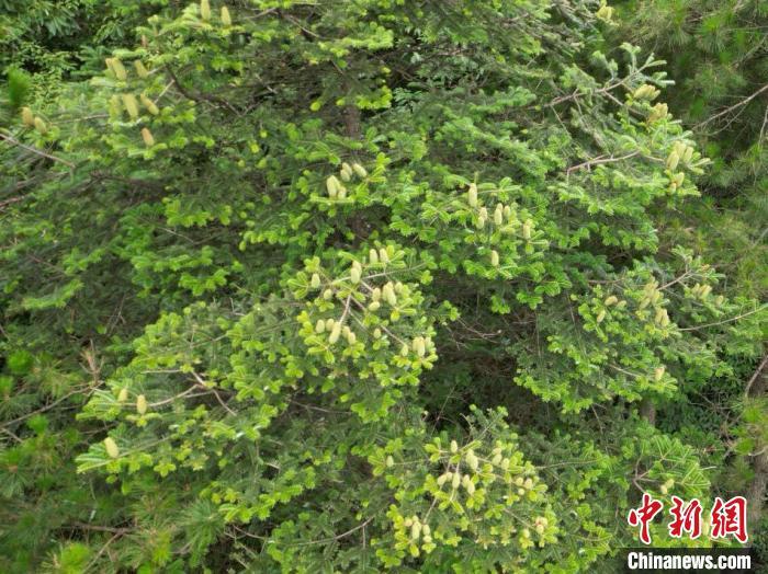 湖南南山国家公园候选区“植物活化石”资源冷杉结数百颗硕果