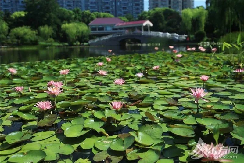 副高往年在海上，今年在上海！高温还要持续一周，好消息：降雨降温终于有苗头了→