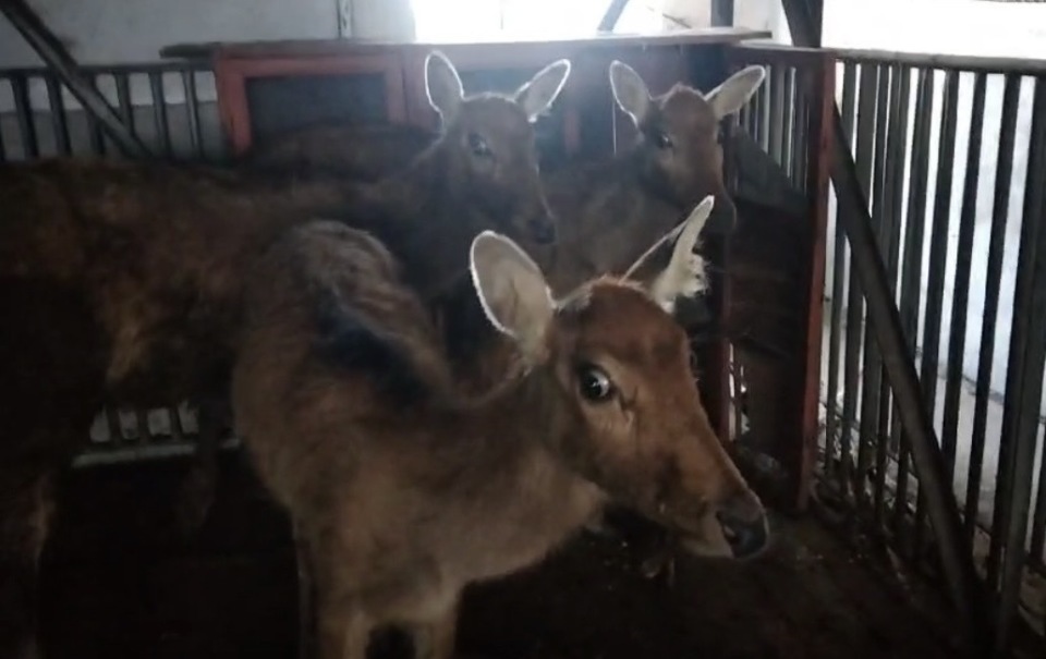 从南洞庭湖“闯”进堤垸的麋鹿幼崽,被村民接力救助 从南洞庭湖“闯”进堤垸的麋鹿幼崽,被村民接力救助