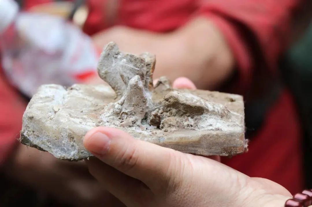 国内罕见!初步判断,距今数万年以上 国内罕见!初步判断,距今数万年以上