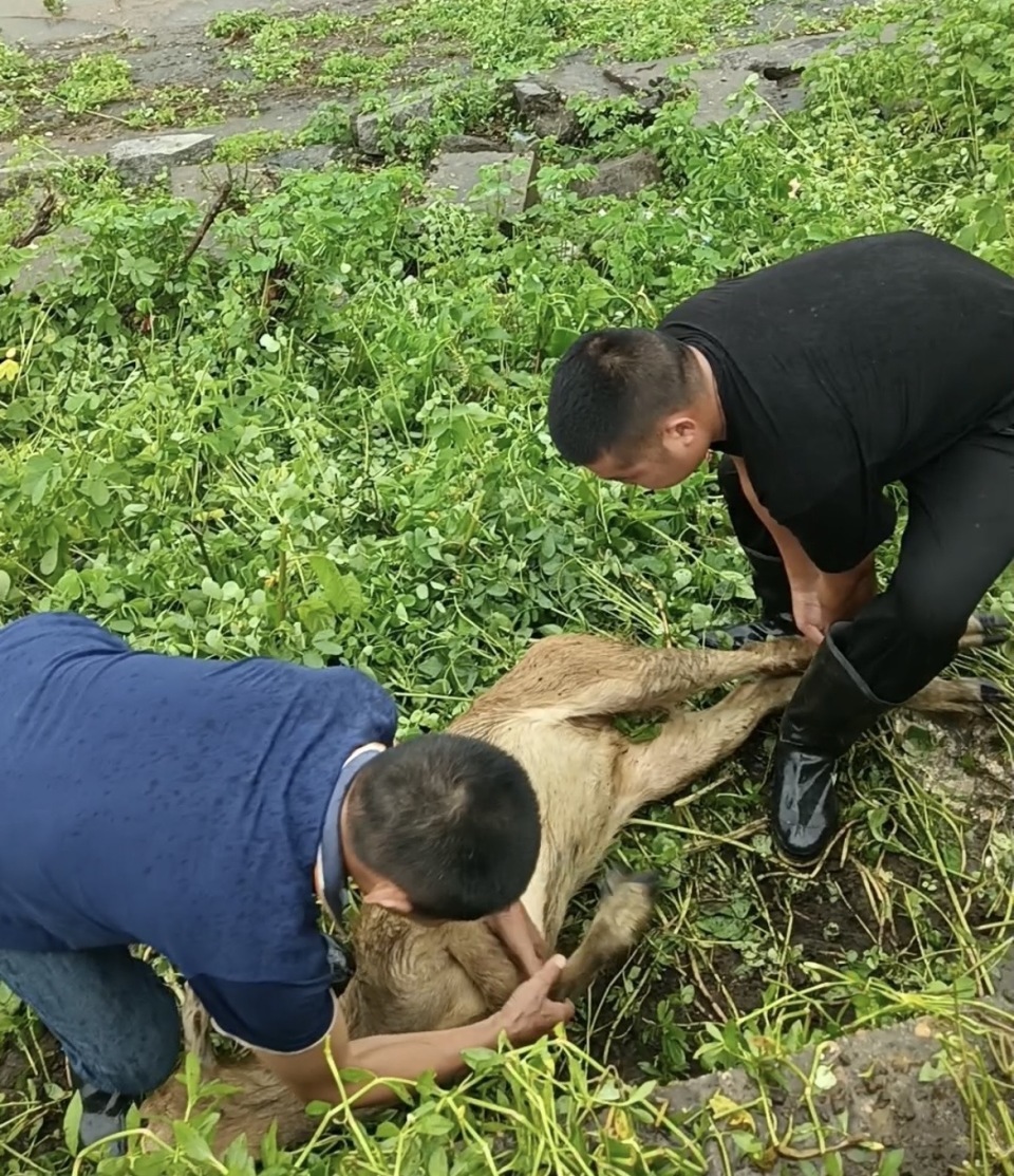 从南洞庭湖“闯”进堤垸的麋鹿幼崽,被村民接力救助 从南洞庭湖“闯”进堤垸的麋鹿幼崽,被村民接力救助