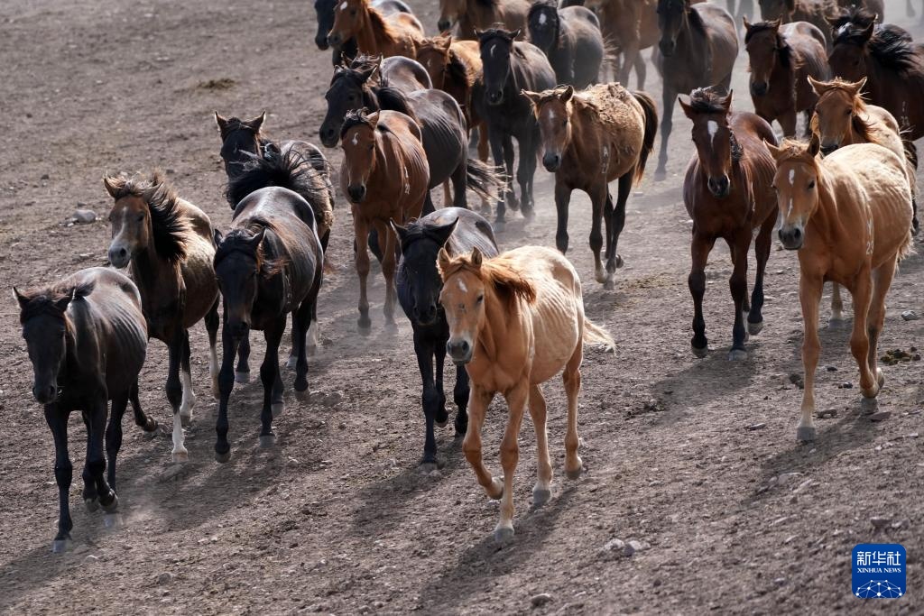 牧马祁连 延绵千年