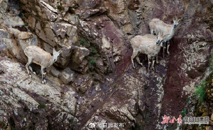 快来看！岩羊“母子”在山丹马场祁连山崖壁跳跃奔跑