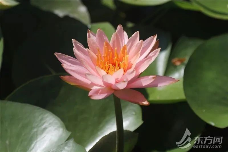 副高往年在海上，今年在上海！高温还要持续一周，好消息：降雨降温终于有苗头了→