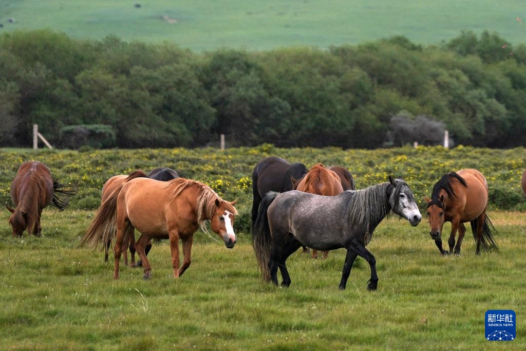 牧马祁连 延绵千年