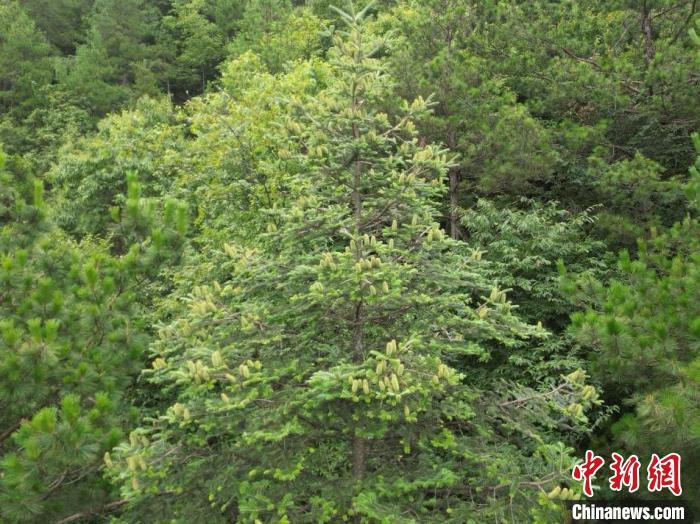 湖南南山国家公园候选区“植物活化石”资源冷杉结数百颗硕果