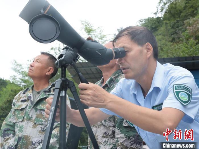 湖南南山国家公园候选区“植物活化石”资源冷杉结数百颗硕果